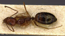 Image of Dolichoderus ghilianii Emery 1894