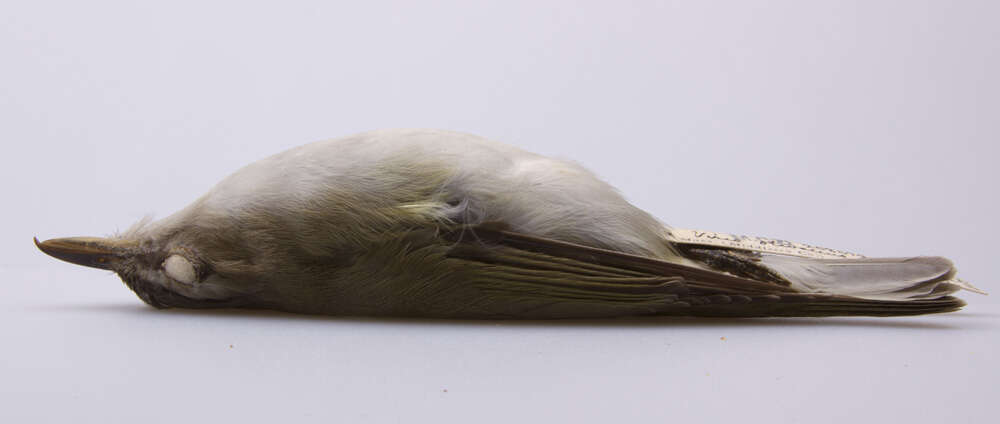 Image of <i>Vireo <i>olivaceus</i></i> olivaceus