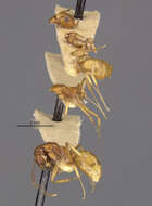 Image of Dolichoderus ghilianii Emery 1894