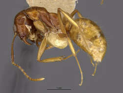 Image of Dolichoderus ghilianii Emery 1894