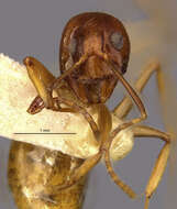 Image of Dolichoderus ghilianii Emery 1894