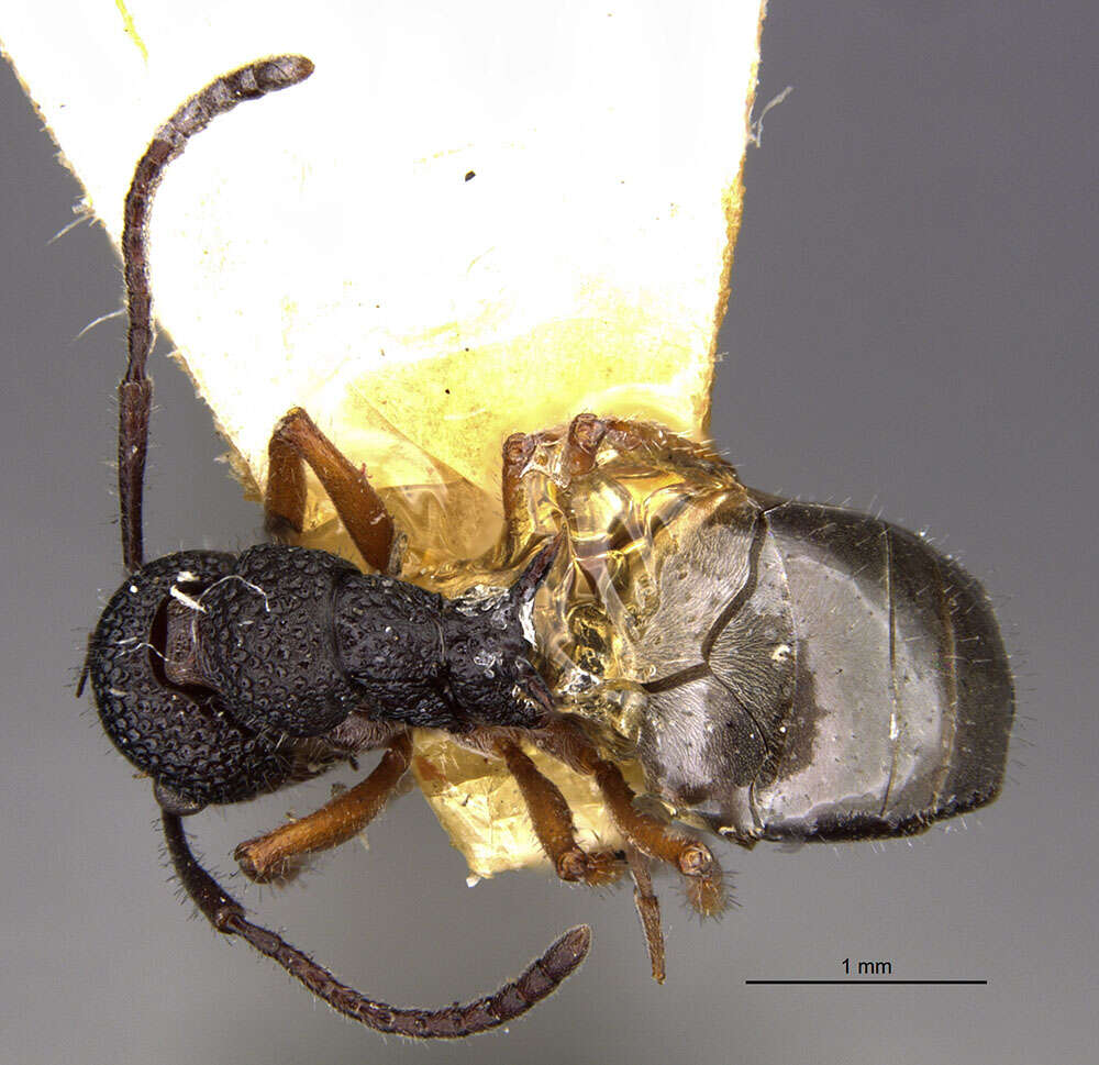 Image de Dolichoderus ypsilon Forel 1902