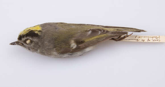 Image of Golden-crowned Kinglet