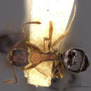 Image of Dolichoderus formosus Clark 1930