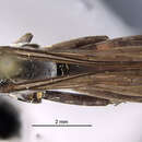 Image de <i>Anoplius americanus</i>