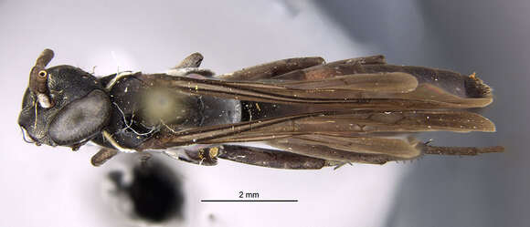 Image of <i>Anoplius americanus</i>