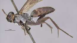 Image of <i>Anoplius americanus</i>