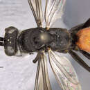 Image of <i>Anoplius apiculatus</i>