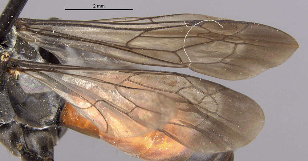 Imagem de <i>Anoplius apiculatus</i>