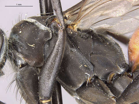 Imagem de <i>Anoplius apiculatus</i>