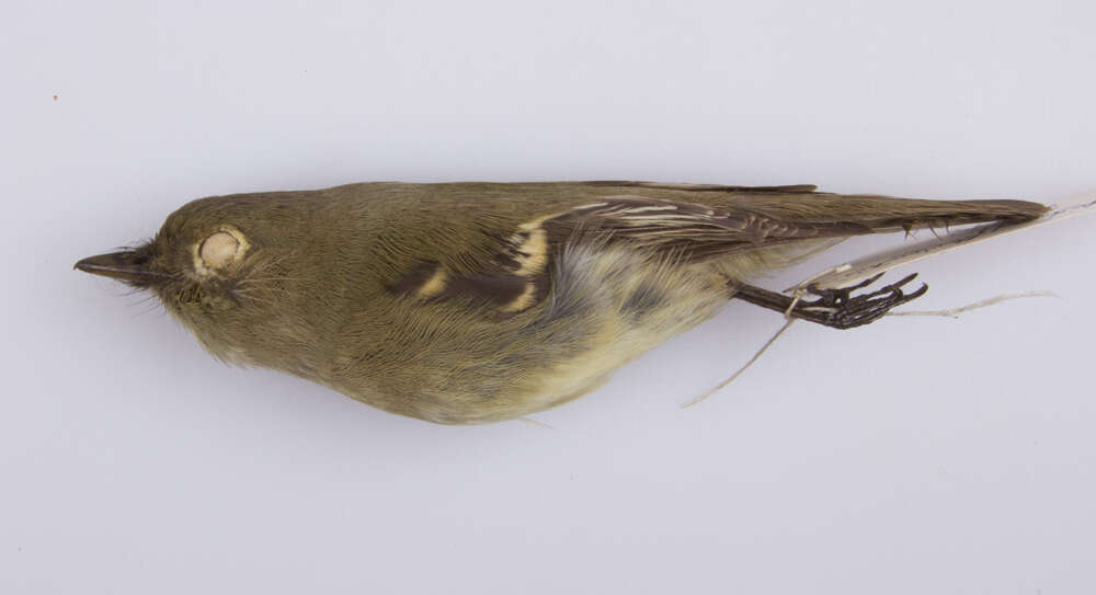 Image of Yellow-bellied Flycatcher