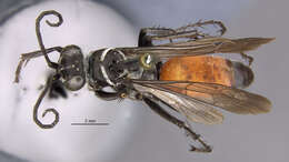 Imagem de <i>Anoplius apiculatus</i>