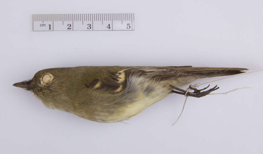 Слика од Empidonax flaviventris (Baird, WM, Baird & SF 1843)