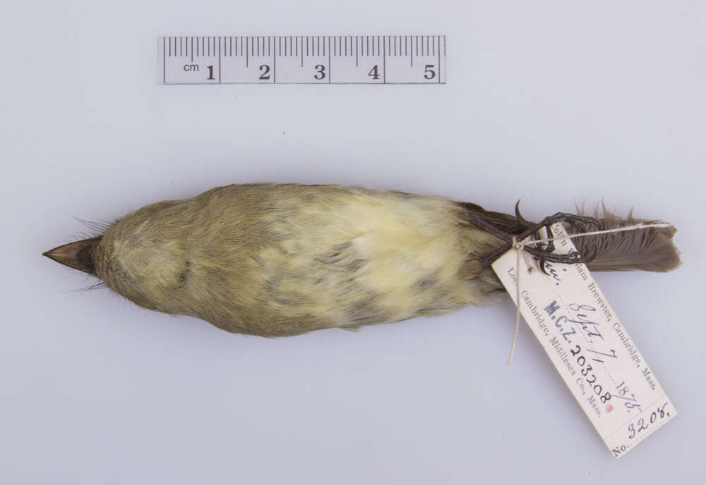 Слика од Empidonax flaviventris (Baird, WM, Baird & SF 1843)