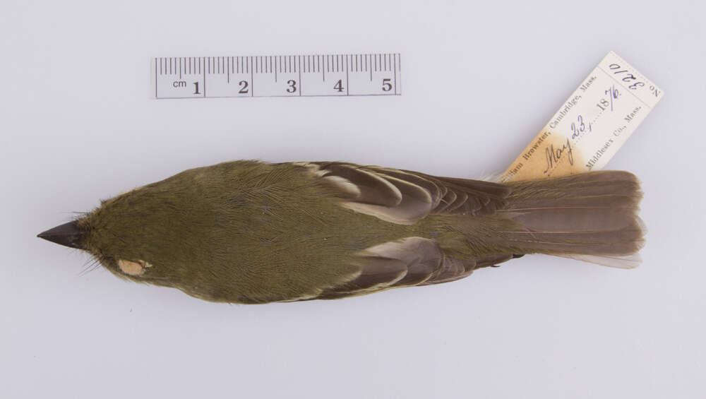 Слика од Empidonax flaviventris (Baird, WM, Baird & SF 1843)