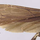 Image of Anoplius boliviana (Banks 1947)