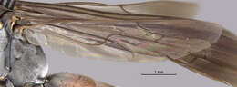 Image of <i>Anoplius americanus</i>
