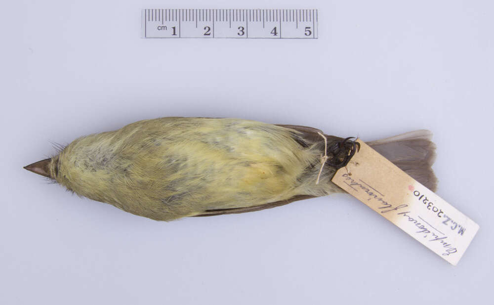 Слика од Empidonax flaviventris (Baird, WM, Baird & SF 1843)