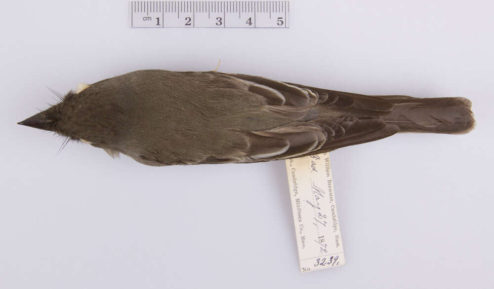 Image of Eastern Wood Pewee