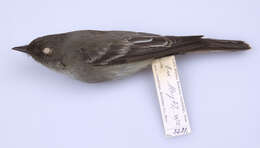 Image of Eastern Wood Pewee