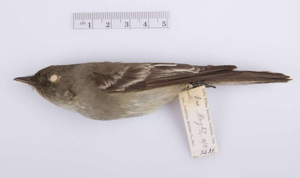 Image of Eastern Wood Pewee