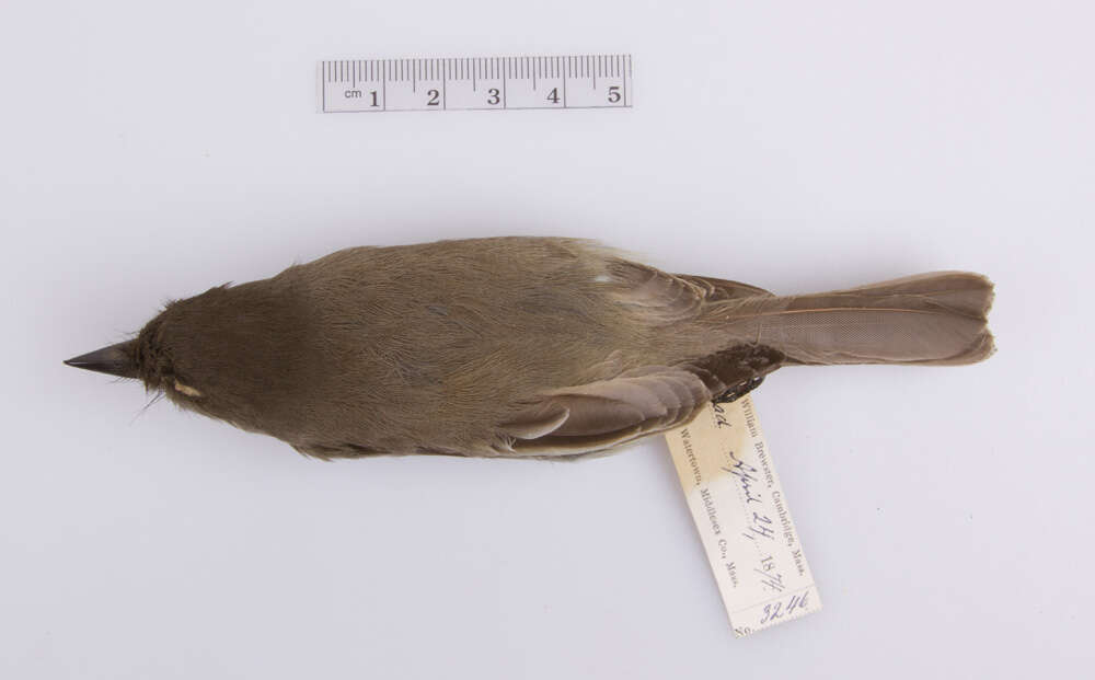 Image of Eastern Phoebe