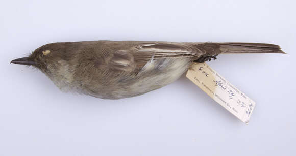 Image of Eastern Phoebe