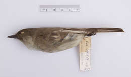 Image of Eastern Phoebe