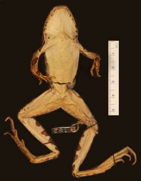 Image of Northern Leopard Frog