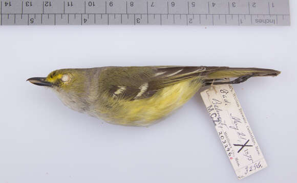 Image de Vireo griseus griseus (Boddaert 1783)