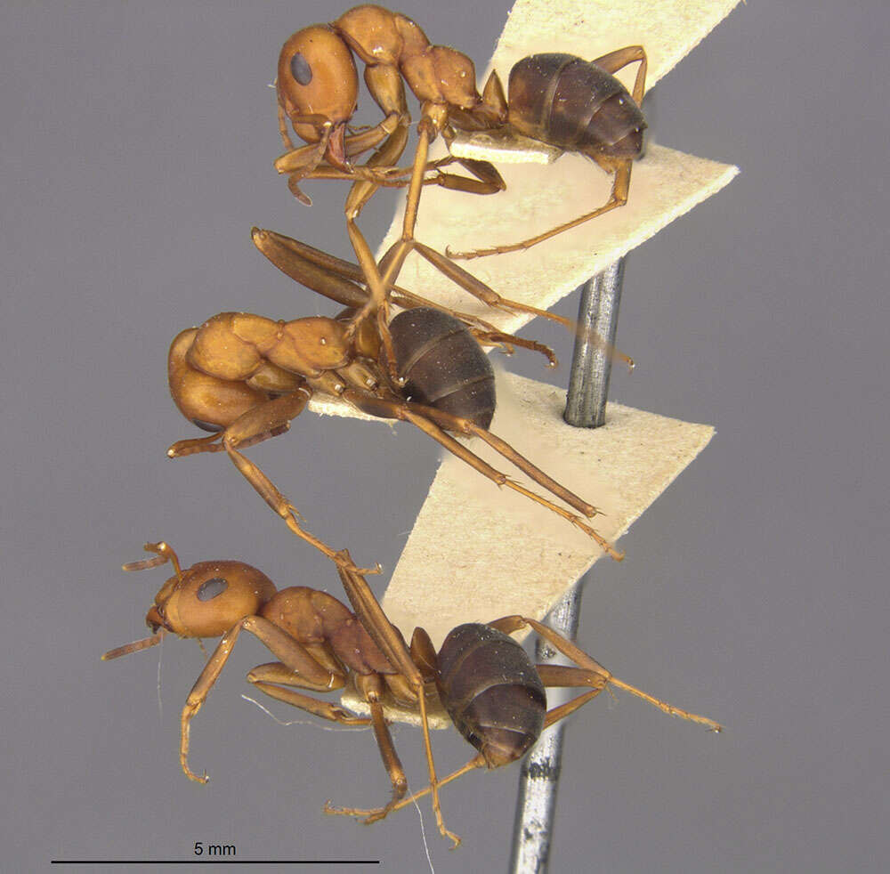 Image of Formica criniventris Wheeler 1912
