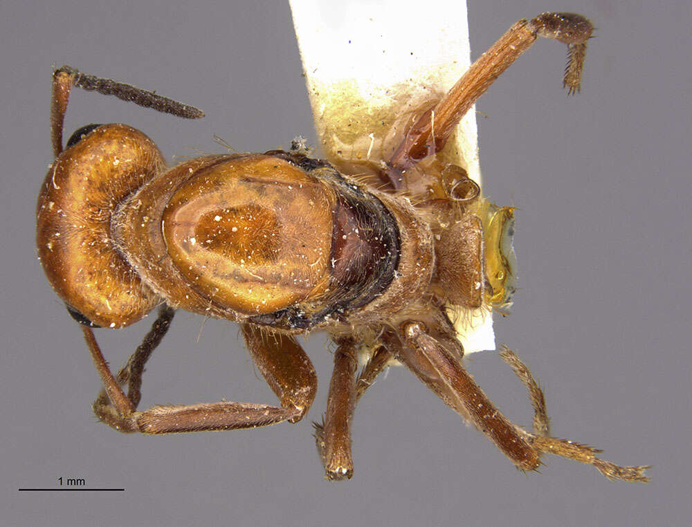 Image of Formica ciliata Mayr 1886
