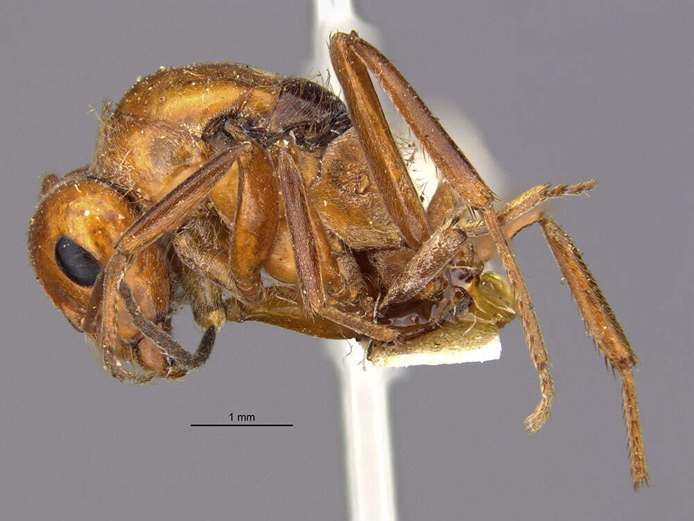 Image of Formica ciliata Mayr 1886