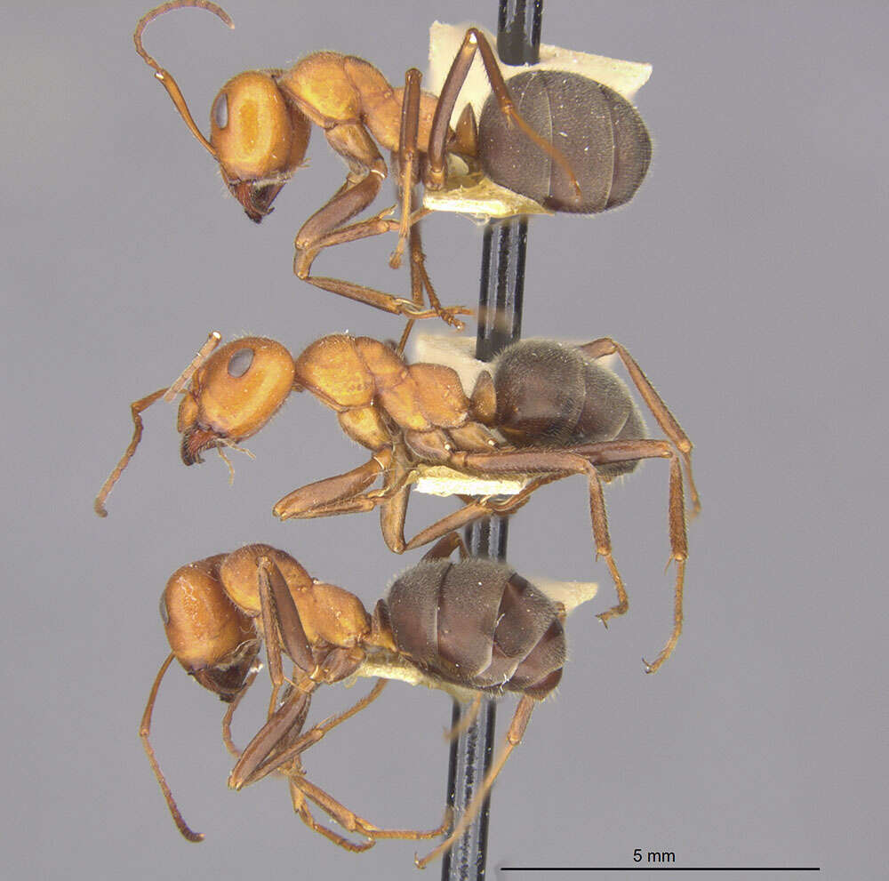 Image of Formica oreas Wheeler 1903