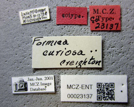 Imagem de Formica curiosa Creighton 1935