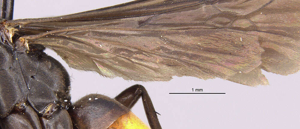 Plancia ëd Anoplius marginalis (Banks 1910)