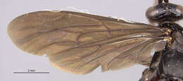 Image of Anoplius lepidus atramentarius (Dahlbom 1843)