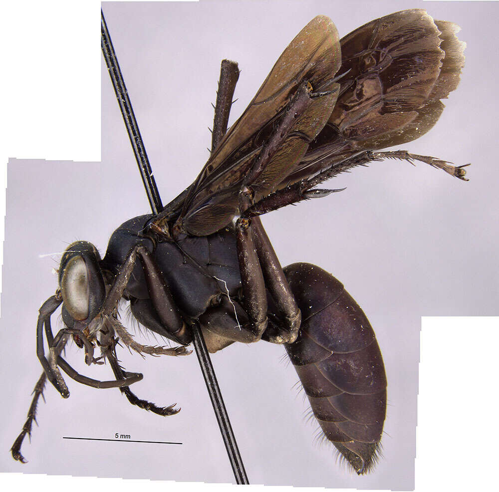 Image of Anoplius lepidus atramentarius (Dahlbom 1843)