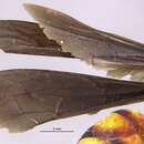 Image of Anoplius pulchrisoma (Banks 1947)