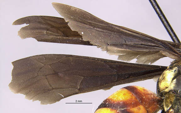 Image of Anoplius pulchrisoma (Banks 1947)