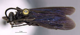 Image of Anoplius lepidus (Say 1836)