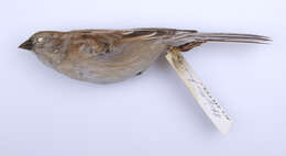 Image of Field Sparrow