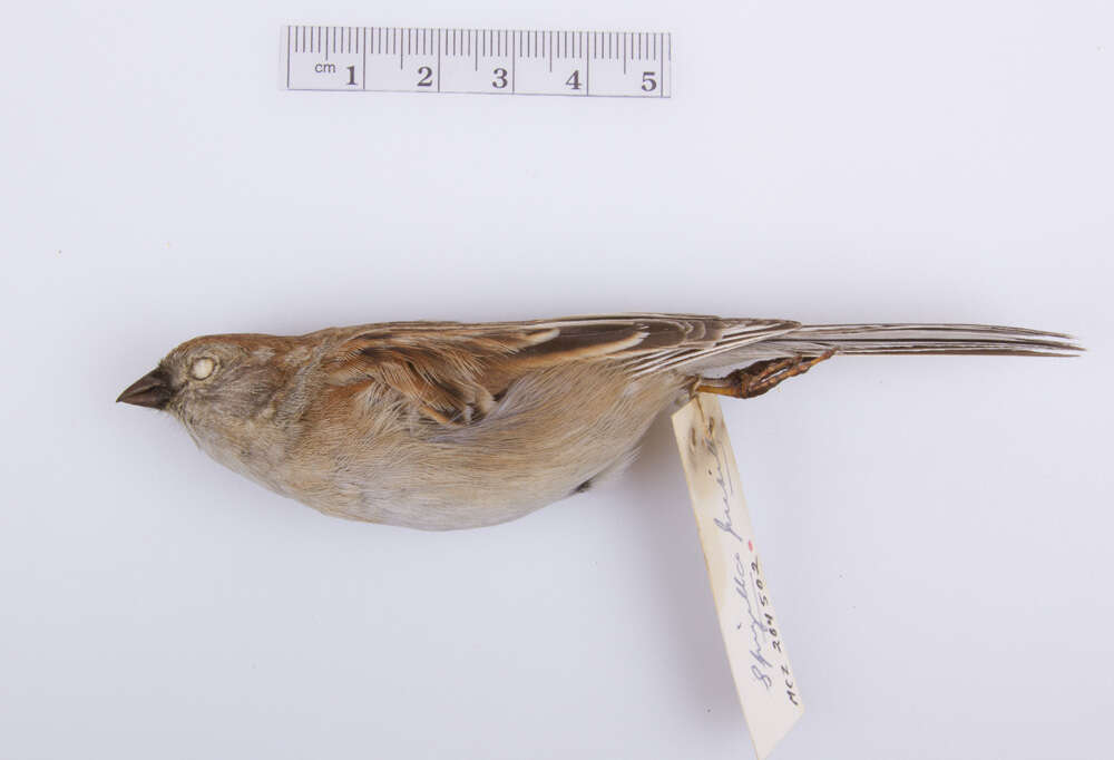 Image of Field Sparrow