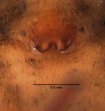 Imagem de Allocosa subparva Dondale & Redner 1983