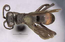 Image of Anoplius marginatus (Say 1824)