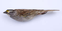 Image of White-throated Sparrow