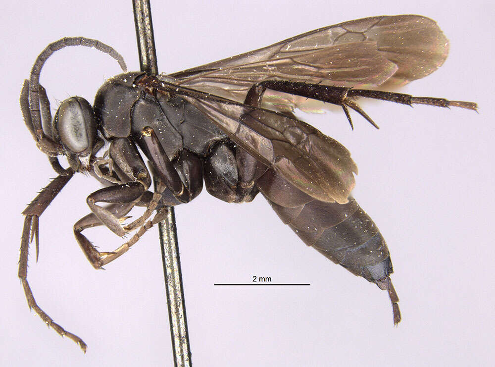 Image of Anoplius estellina (Banks 1914)