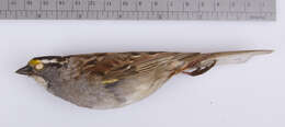 Image of White-throated Sparrow