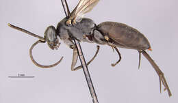 Image of Anoplius insolens (Banks 1912)