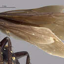 Image of Anoplius veranes (Banks 1947)